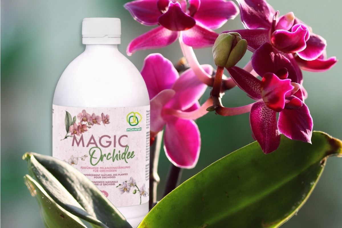 magic orchidee
